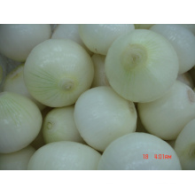Свежий новый обрезной белый лук (6-8см)